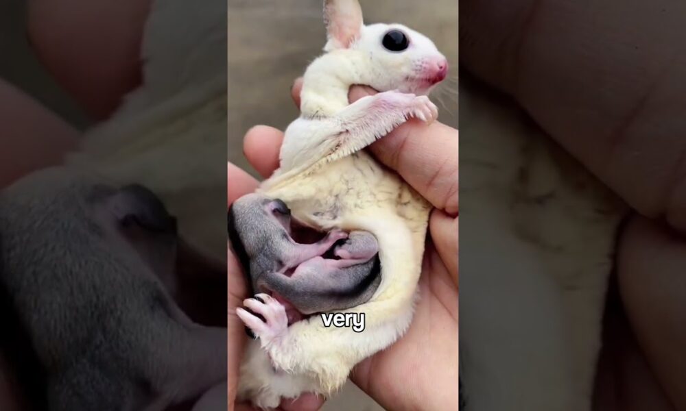 4 Adorable Pets That Could End Your Life