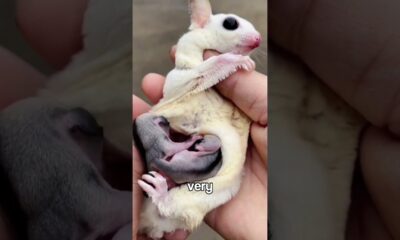 4 Adorable Pets That Could End Your Life