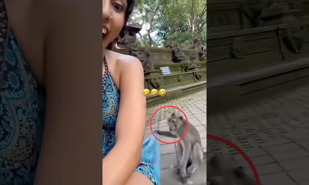 The animals 🤣😂 #funnyanimals #animals #pets #shorts