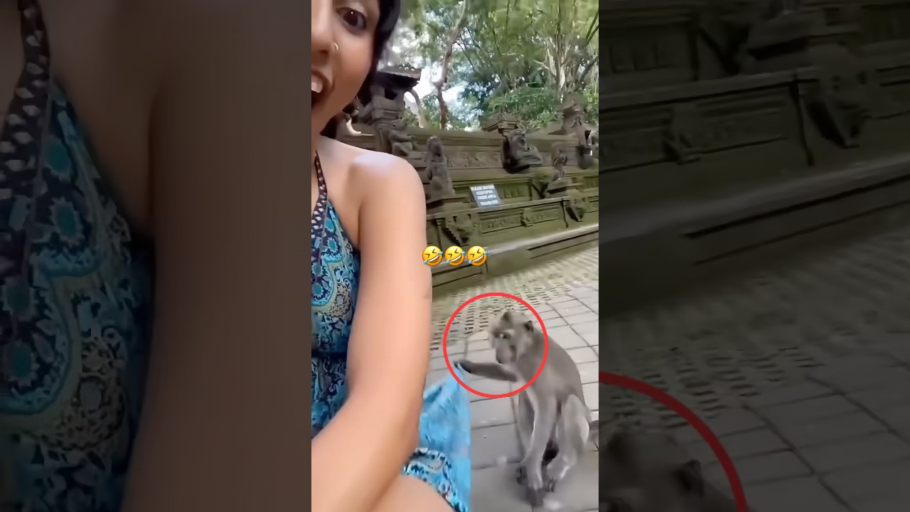 The animals 🤣😂 #funnyanimals #animals #pets #shorts