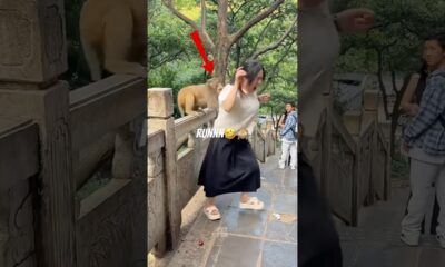 The Funny Animals  #funnyanimals #animals #pets #shorts