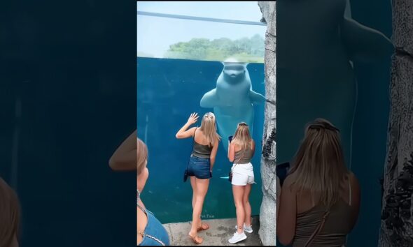 Animals Being Adorable 🤣😂 #funnyanimals #animalsfunny #pets #shorts