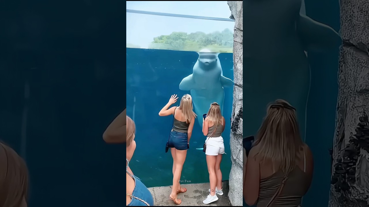 Animals Being Adorable 🤣😂 #funnyanimals #animalsfunny #pets #shorts