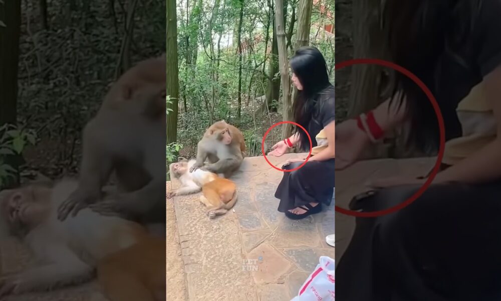 The animals compilation 🤣😂 #funnyanimals #animals #pets #shorts