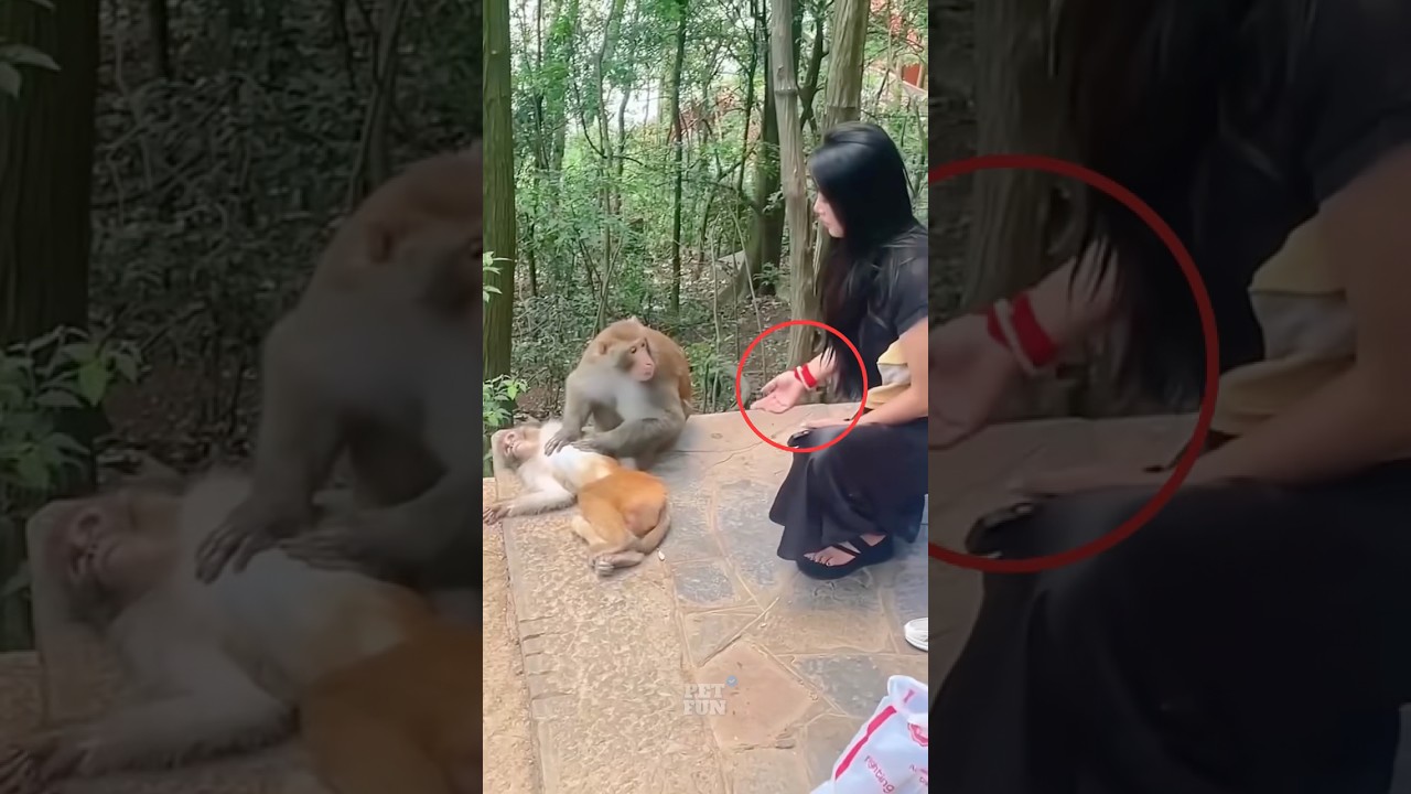 The animals compilation 🤣😂 #funnyanimals #animals #pets #shorts