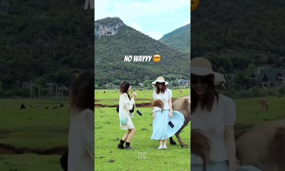 The animals 🤣😂#funnyanimals #animals #pets #shorts