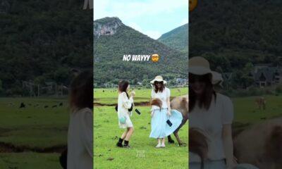 The animals 🤣😂#funnyanimals #animals #pets #shorts