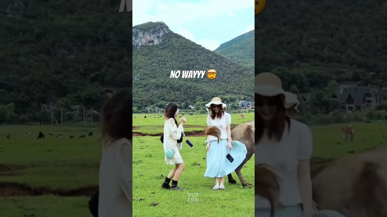 The animals 🤣😂#funnyanimals #animals #pets #shorts