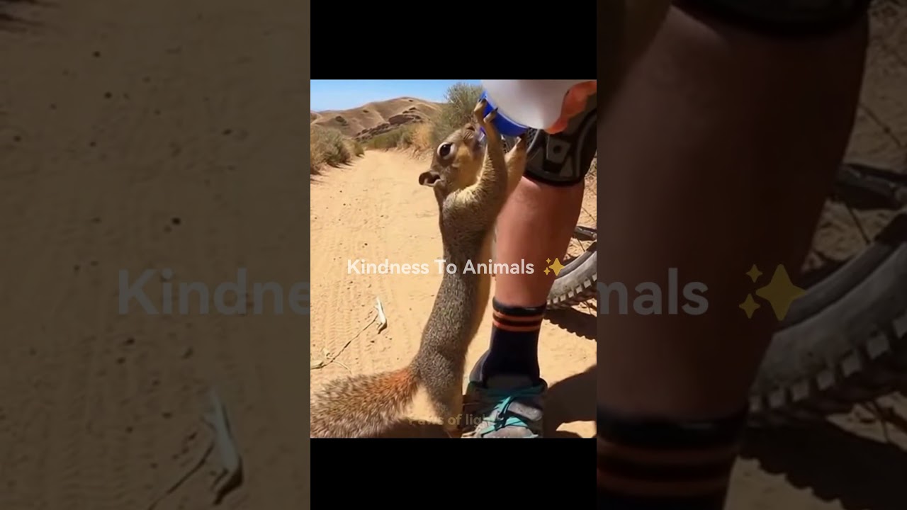 Please be kind to animals. #animal #cat #rescueefforts #pets