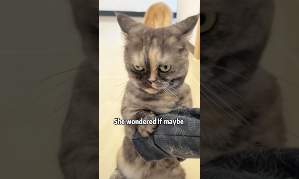 ❤️🙏😭Stray kitten loves so desperately 😿🐾#animals #pets #lovestory #cute #cat