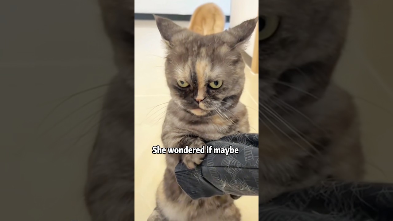 ❤️🙏😭Stray kitten loves so desperately 😿🐾#animals #pets #lovestory #cute #cat