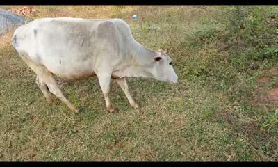 Animals & Pets | Pets & Animals