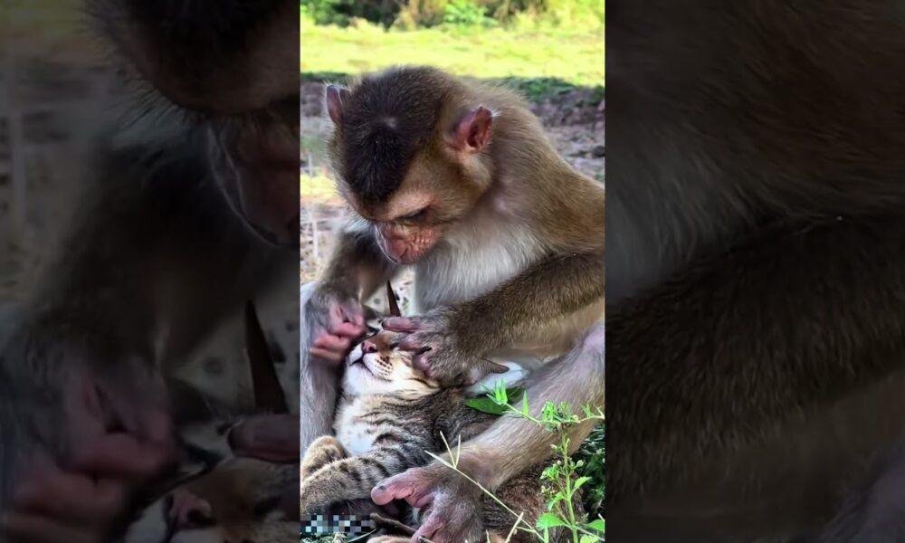 Cats, dogs, pets animal lover ❤️😍😀 #animals #funny #cute #cat #petshub