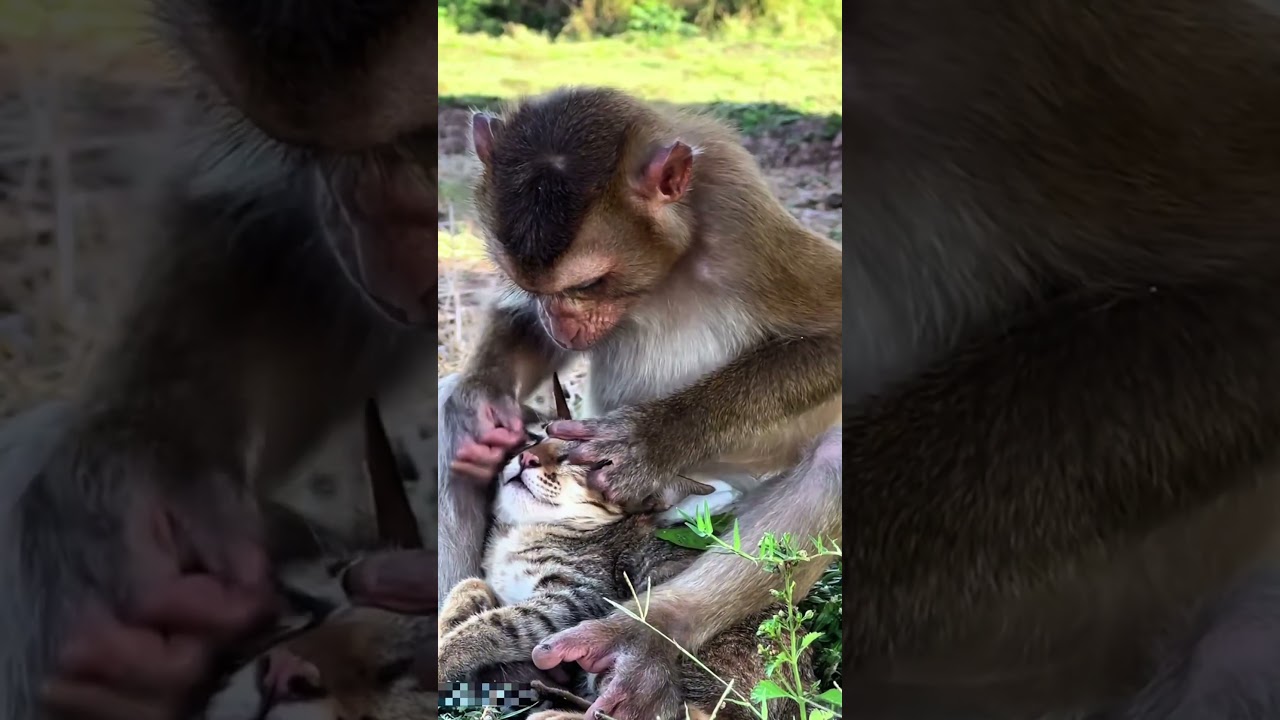 Cats, dogs, pets animal lover ❤️😍😀 #animals #funny #cute #cat #petshub