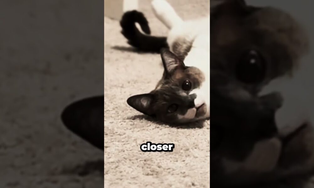 Can Cats Be Empaths The Answer Will Surprise You 💗🐈