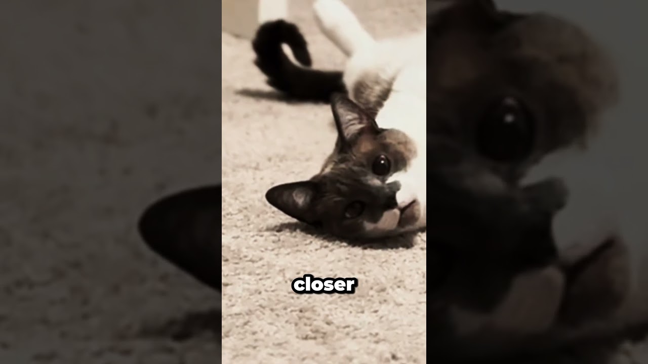 Can Cats Be Empaths The Answer Will Surprise You 💗🐈