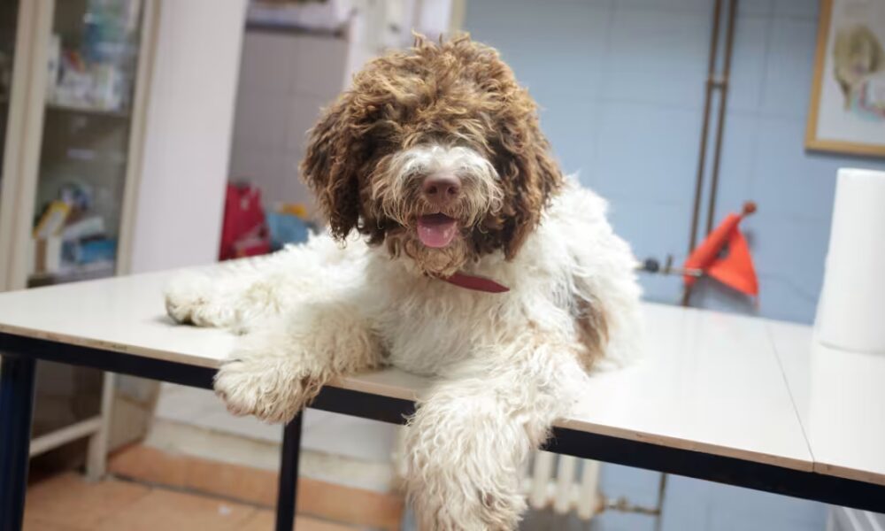 Elanco CEO Bites Off More Shares of Fast-Rising Stock