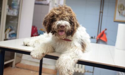 Elanco CEO Bites Off More Shares of Fast-Rising Stock