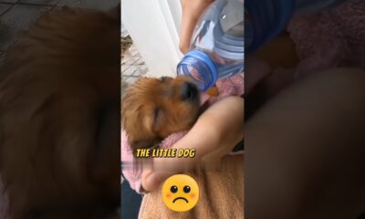 A Chance Encounter #animals #pets #dogs