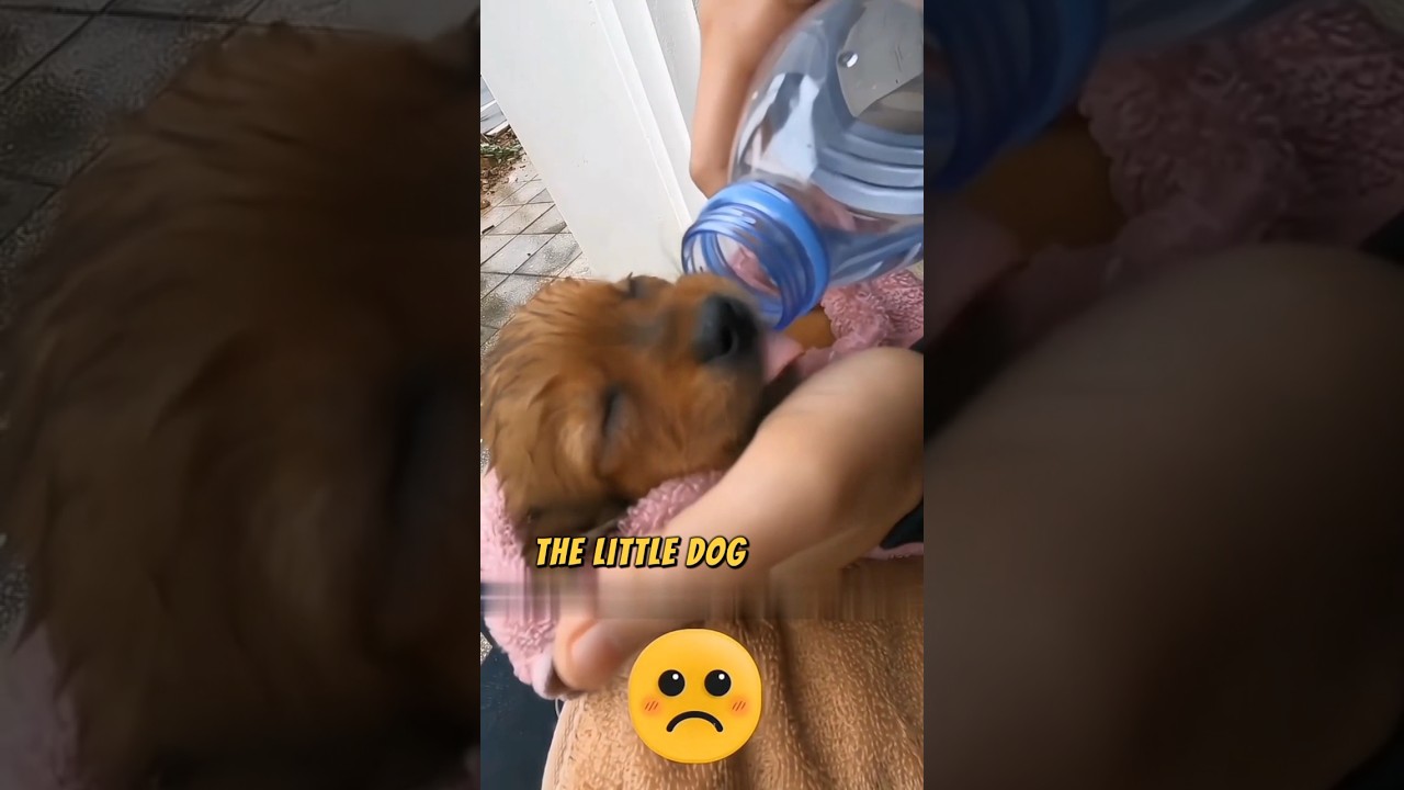 A Chance Encounter #animals #pets #dogs