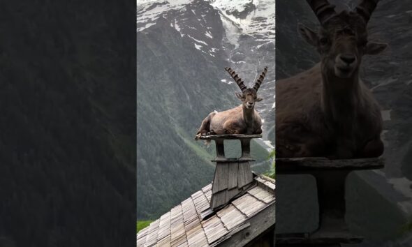 Cats, dogs, pets, animal lover 🤣😍😍🤩🤩 #animals #funny #cat #cute