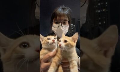 The animals 🤣😂 #funnyanimals #animalsfunny #pets #shorts