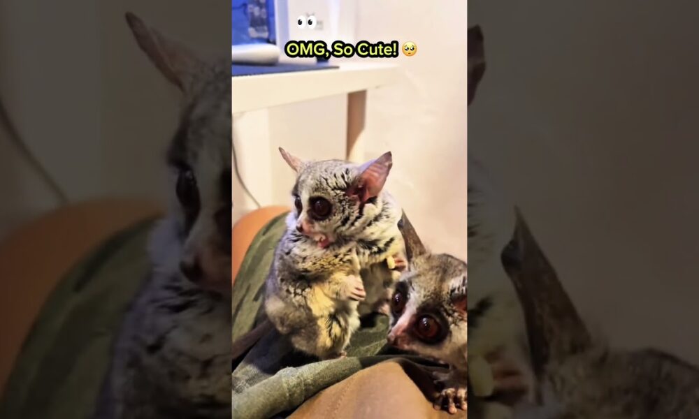 #animals #animallife #animalshorts #cuteanimals #cute #pets #petshorts #fypyoutube #shortsvideo