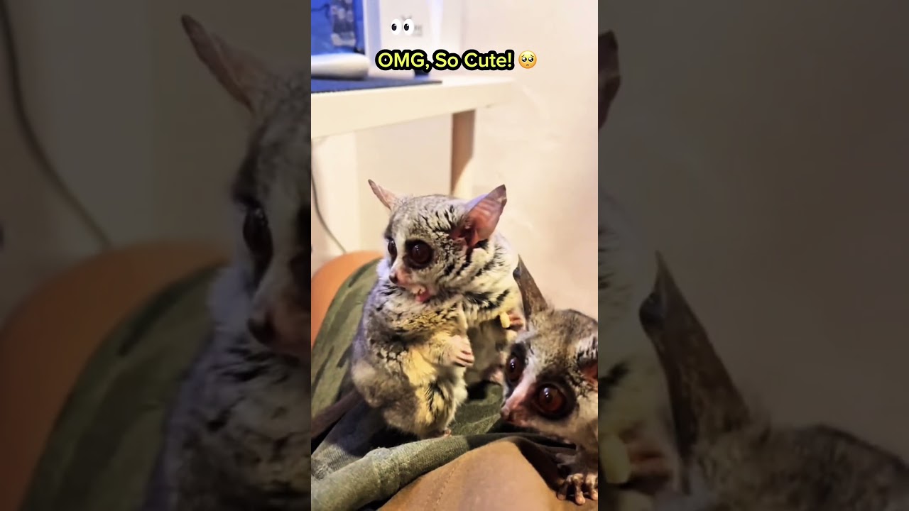 #animals #animallife #animalshorts #cuteanimals #cute #pets #petshorts #fypyoutube #shortsvideo