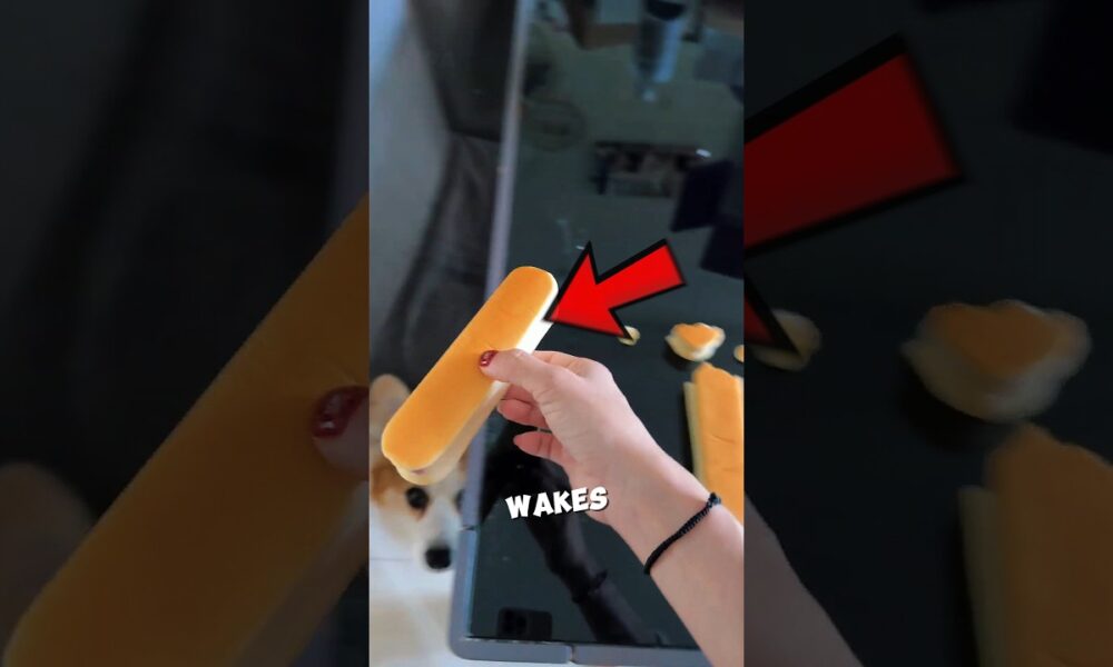 She Always FEEDS Every Animal Friends 🐶 #animal #feed #dog