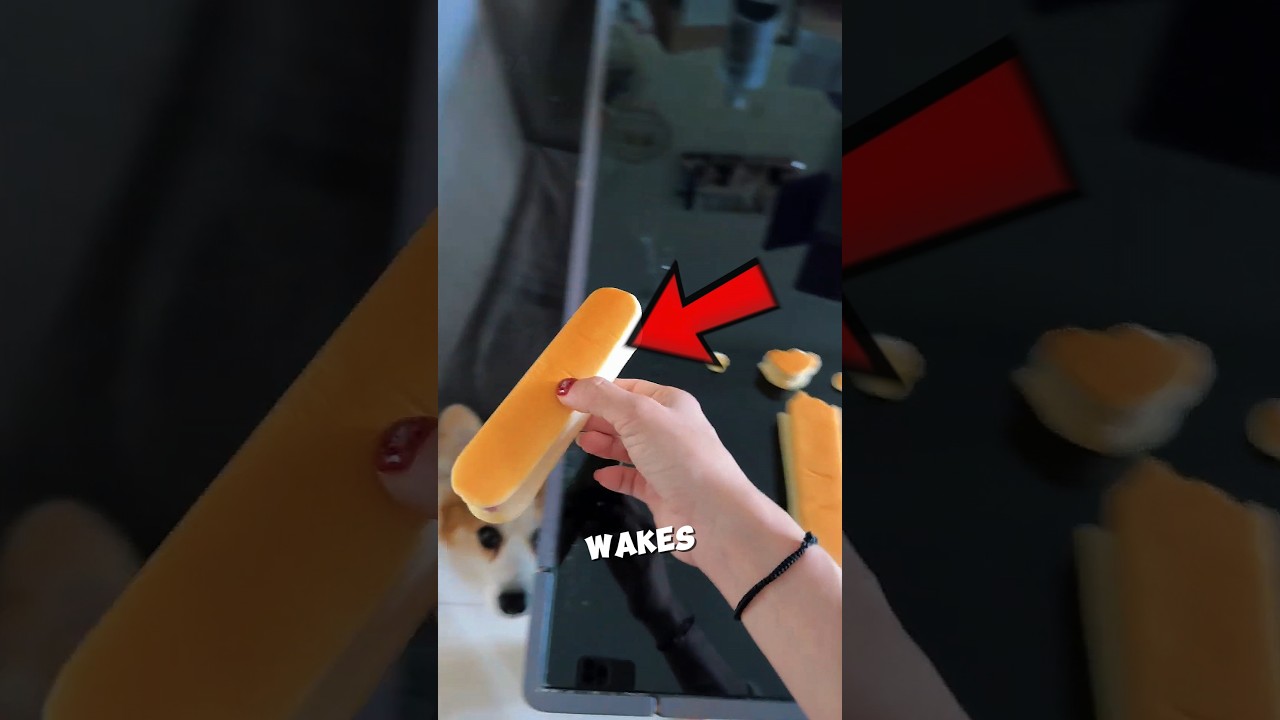 She Always FEEDS Every Animal Friends 🐶 #animal #feed #dog