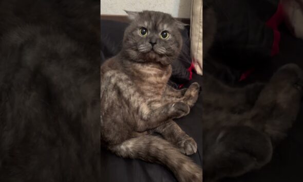 Cats, dogs, pets, animal lover #funny #petshub #animals #cat #cute