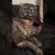 Cats, dogs, pets, animal lover #funny #petshub #animals #cat #cute