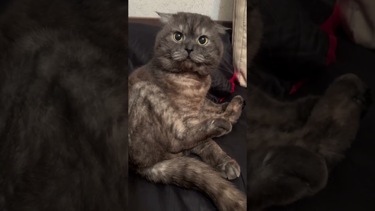 Cats, dogs, pets, animal lover #funny #petshub #animals #cat #cute