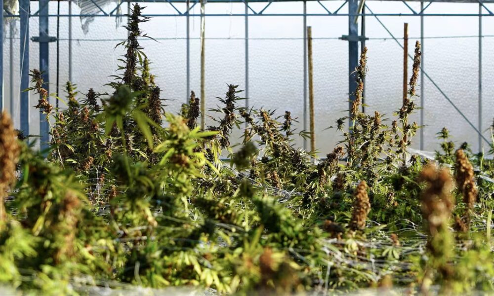 Tax Breaks Are the Biggest Win for Marijuana Businesses as Restrictions Ease