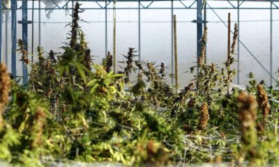 Tax Breaks Are the Biggest Win for Marijuana Businesses as Restrictions Ease