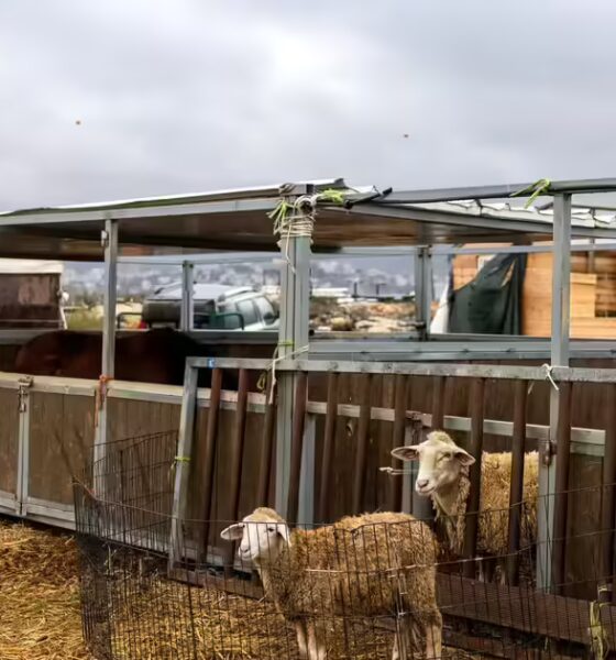 UK, Canada, Germany and others condemn Israel's West Bank settlement plan