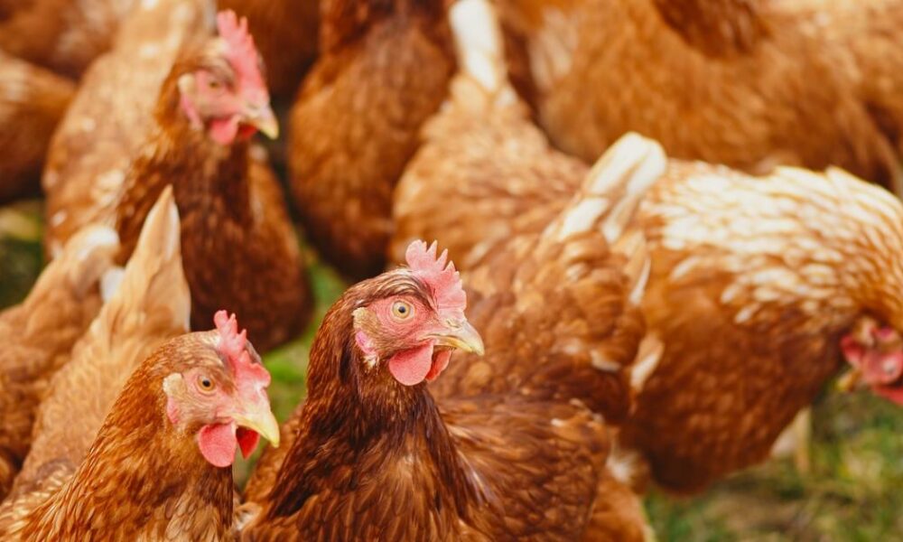 Bird flu outbreak confirmed at farm near Elvington York