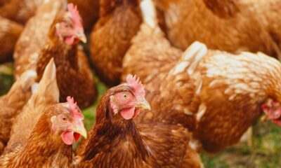Bird flu outbreak confirmed at farm near Elvington York