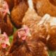Bird flu outbreak confirmed at farm near Elvington York