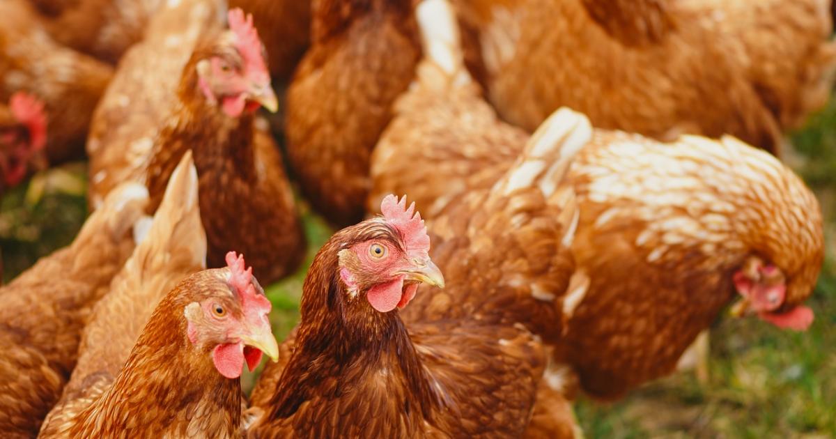 Bird flu outbreak confirmed at farm near Elvington York