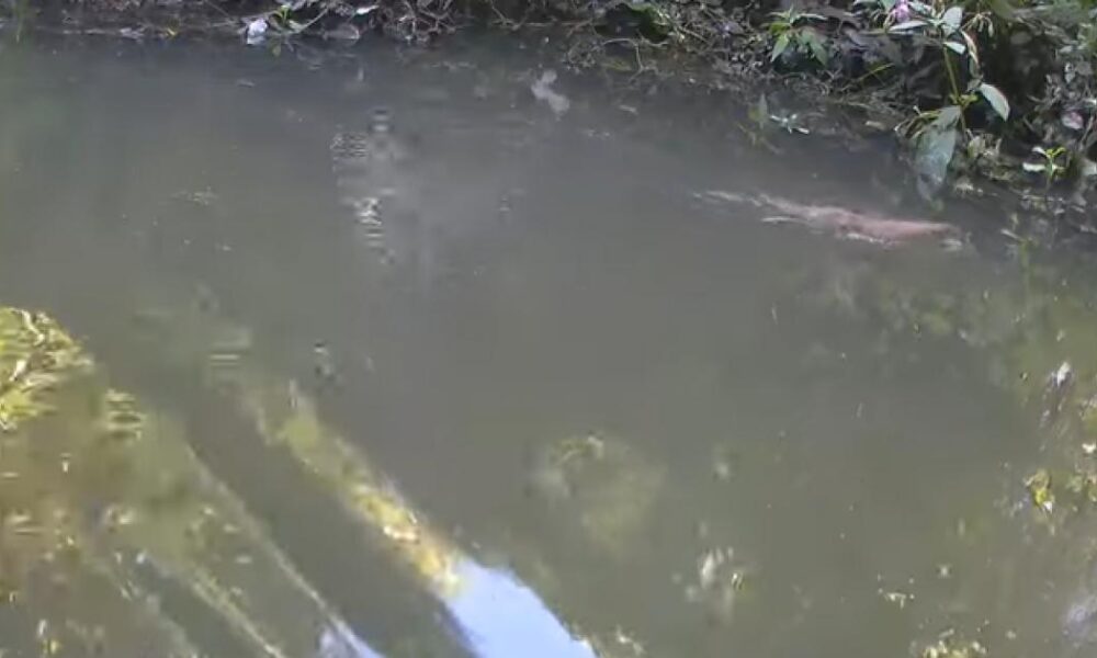 Water vole caught on film for the first time in York beck