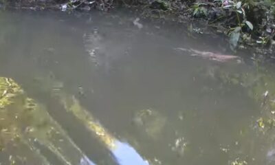 Water vole caught on film for the first time in York beck