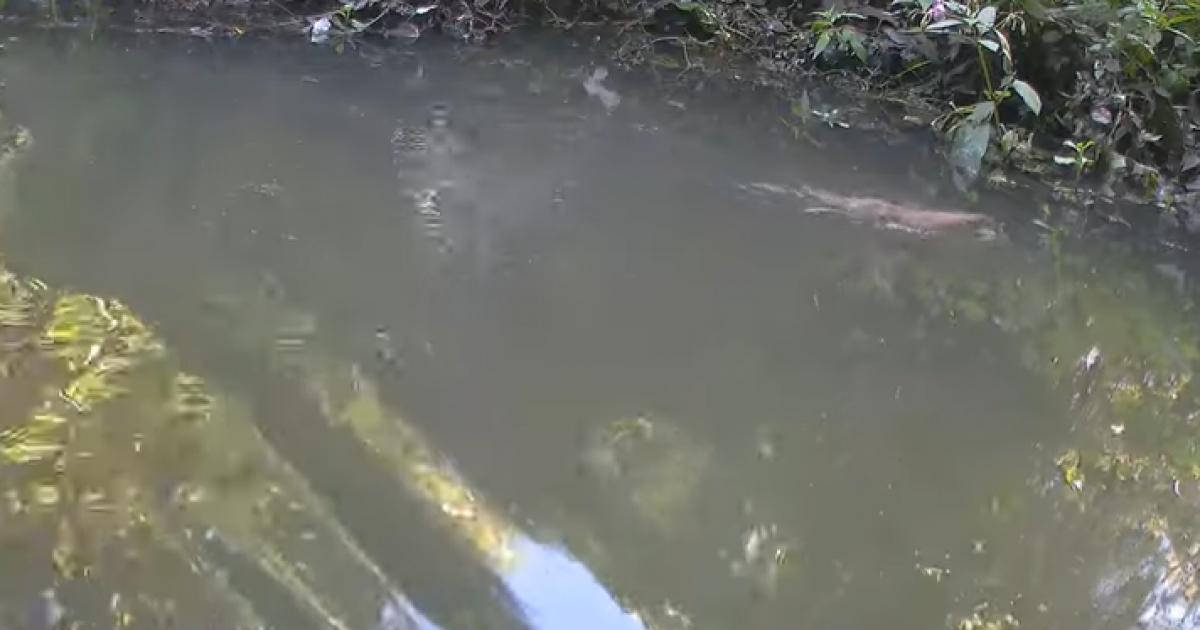 Water vole caught on film for the first time in York beck