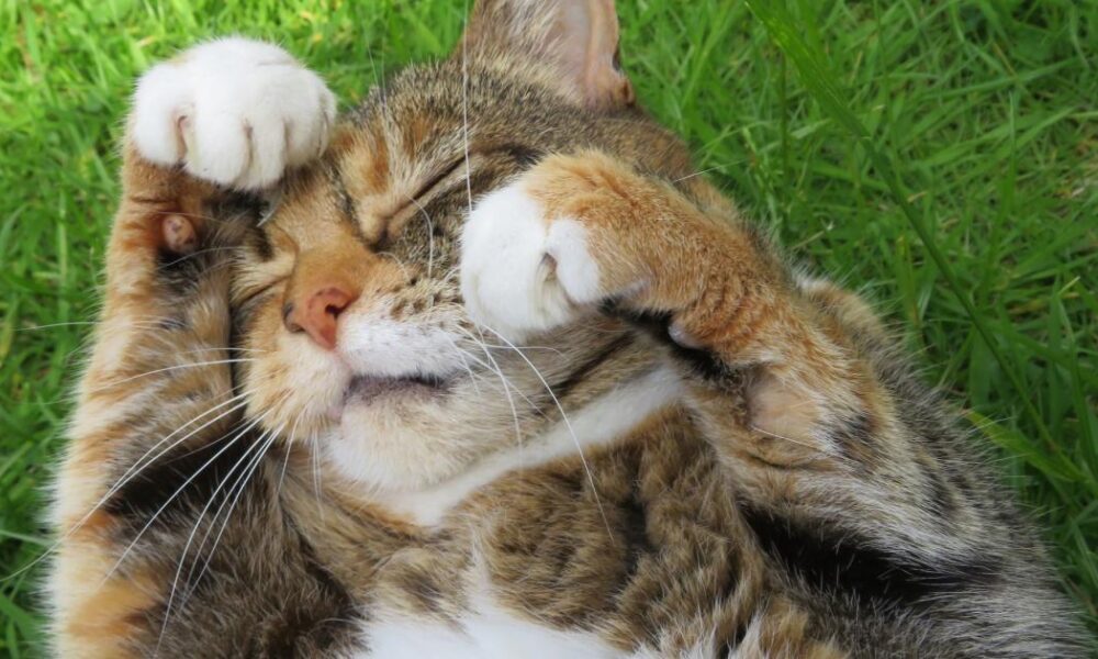 Press Camera Club: our favourite readers pictures with pets