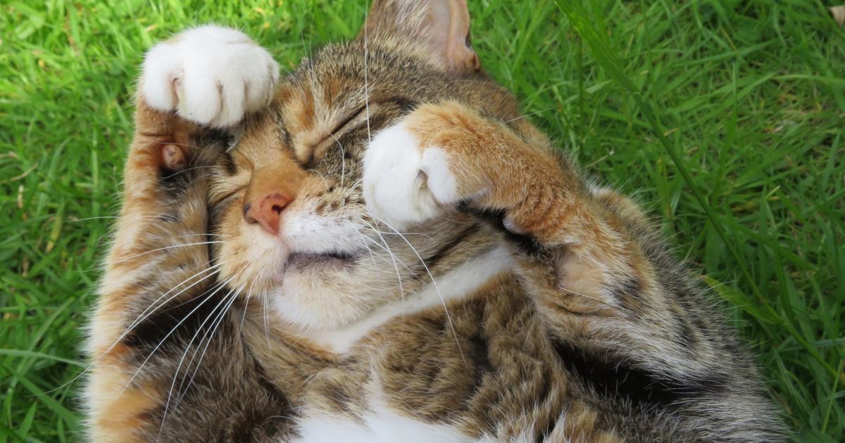 Press Camera Club: our favourite readers pictures with pets