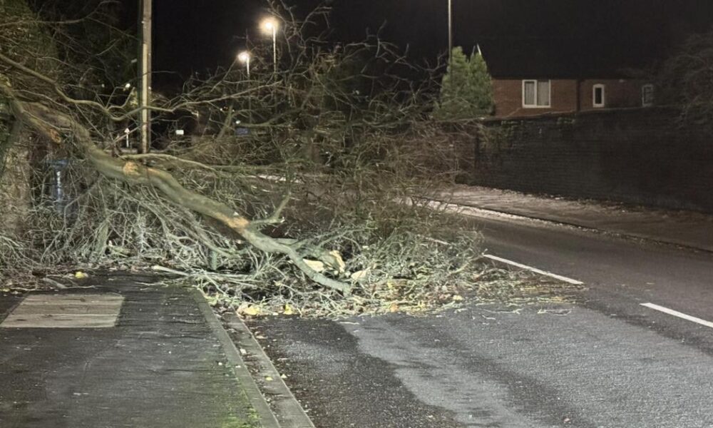 Fallen tree partially blocks York Road in Malton