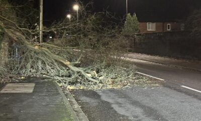 Fallen tree partially blocks York Road in Malton
