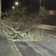 Fallen tree partially blocks York Road in Malton