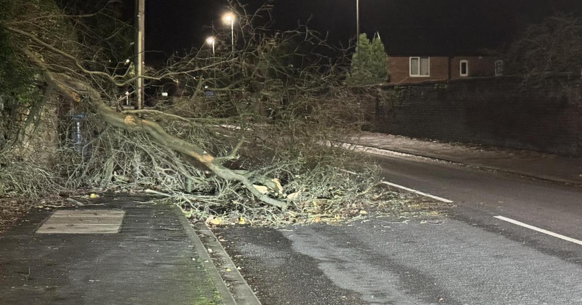 Fallen tree partially blocks York Road in Malton