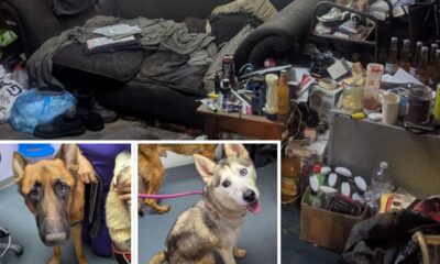 Brothers banned from keeping pets after dogs found starving